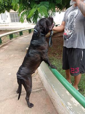 ESTRELA DI T CANE DOS TALARICO