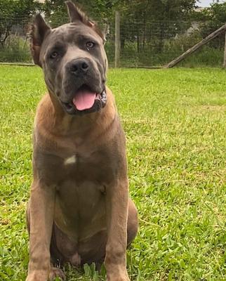 MIKE CANE BLUE DI CANE AZUL