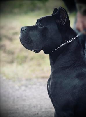 LOLA GEMMA NERA