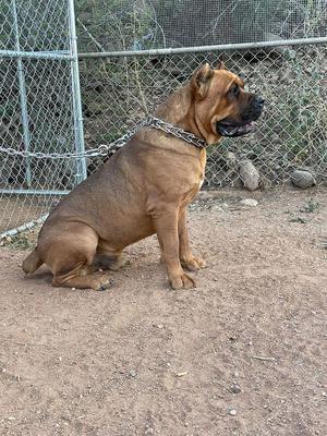 ROCCO DELGADO