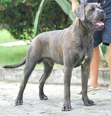 GENNARO CORSOCLUB