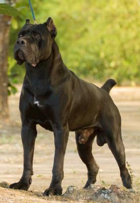 KORTOS DEL GOLDEN CANE WF