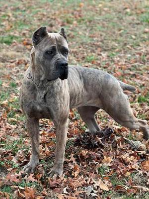 LEGENDARY'S STEEL MAGNOLIA