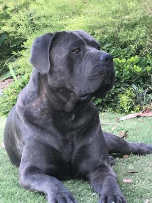 ALTAIR CANE NOBILE