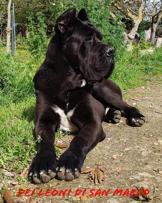TORO NERO CORSA NOSTRA