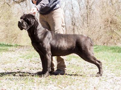 ARCHAIC'S ALTHEA OF AMERICANA