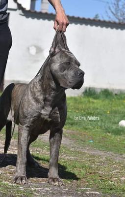 WOLGA