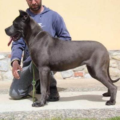 VALKIRA CUSTODE DEL TRONO