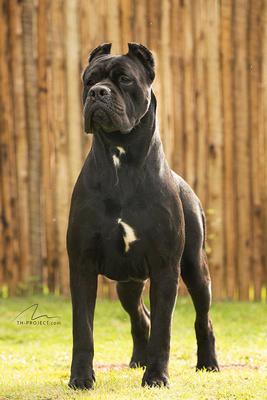 CRATOS DEI CANE IMPERATORE