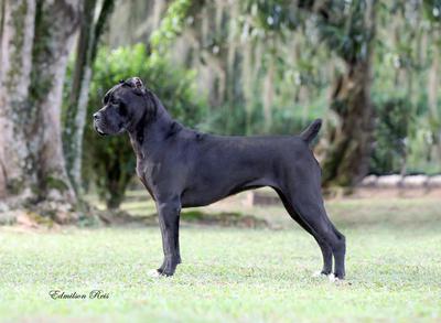 MORENA S.L.R.J.