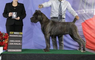 ISADORA DI T CANE DOS TALARICO
