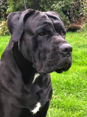 ARES KERBEROS SIRIUS