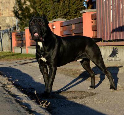 ZSOKA'S GANG B-ENZO