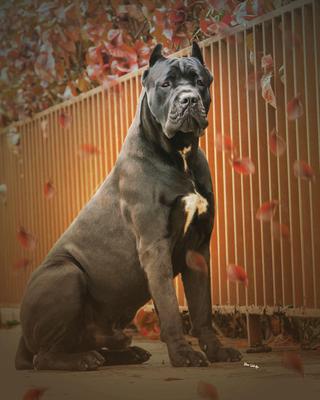 DRAGO JV VG BEVASS