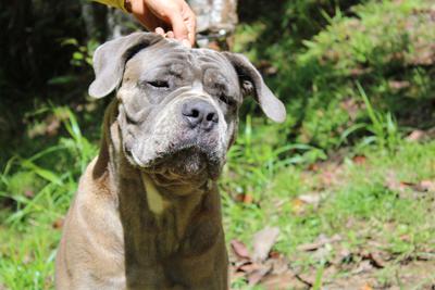 ELISA DI CANE AZUL