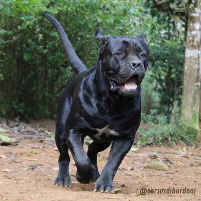 KONDE KOMA DEL CANE CLUB