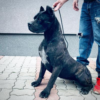 PHOENIX CUSTODE DEL TRONO