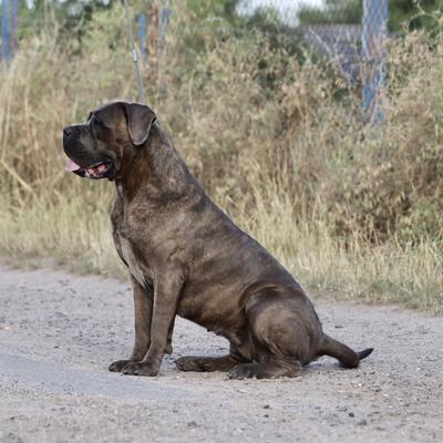LEI DELL'ANTICA SIKANIA KENNEL
