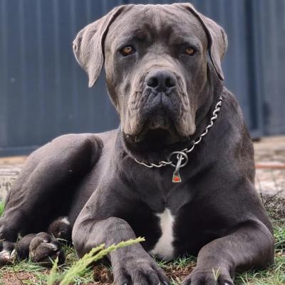 FANTOM DELL'INVICTUM PUGNAX