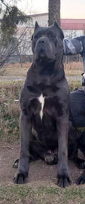 KING-KONG BEL SPERANZA