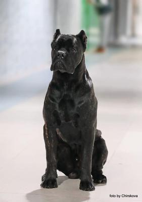 CANE CAVALCADO JU'GRAND