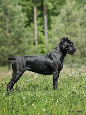 CANE CAVALCADO ENIGMA