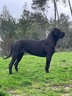 ELLIE SAABDA QUINTA DA PRATA