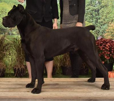 CANE DOS TALARICO BENHUR DI T
