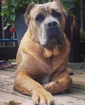 KOVU SPARTAN SANGUE NOBILE