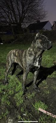 FREYA THE WARRIOR OF TRANSILVANIA