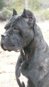 BRAVE ANDOR ROAR DI DRACARYUS