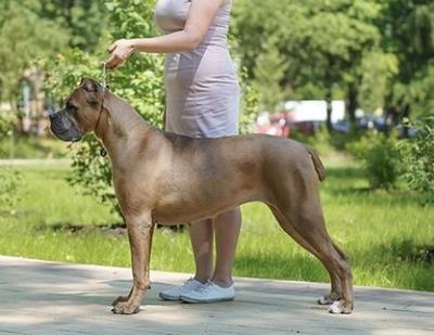 CANE CAVALCADO SHAKIRA