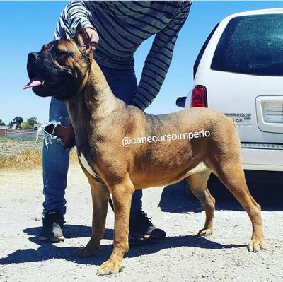 TEQUILA (RAMOS)