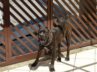 CHANGATHI DEL CANE FLORENCE