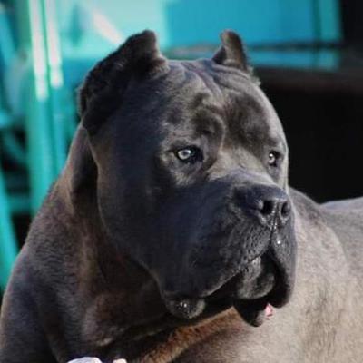 EL DIABLO DE BELLA CORSO