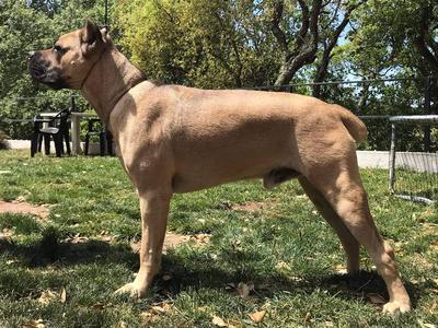 GIAN DELL'INVICTUM PUGNAX