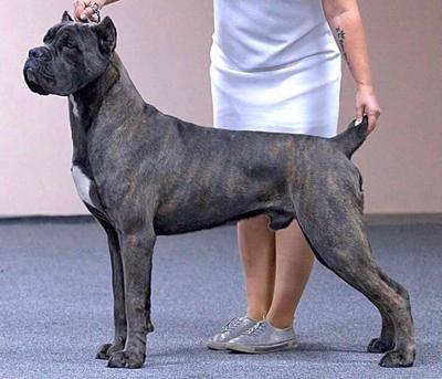 AVIOR'S BLAZE ORLANDO BLUE