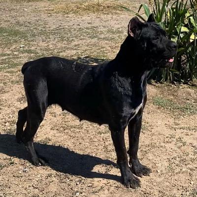 BUFFY (CERVANTIS)