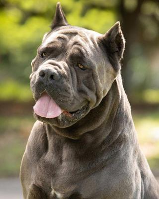 SILVIA DI T CANE DOS TALARICO