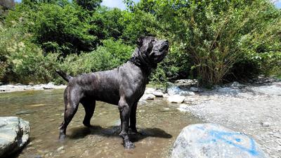 RUFF HOUSE'S ENZO