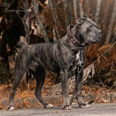 CHANGATHI DEL CANE DONNA