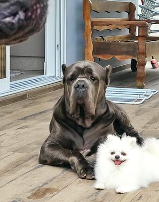 THOR ZUE STOCKLER
