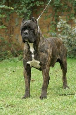 TYSON