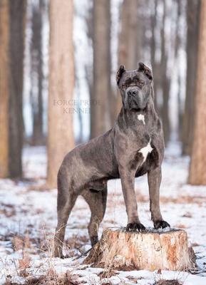 PEPPE TRE CANI