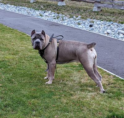 VENUS DI T CANE DOS TALARICO