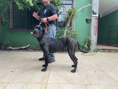 MARIA LEOPOLDINA MANIMALS