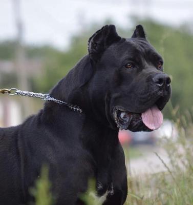 ATHOS POROLISSUM CANE CORSO