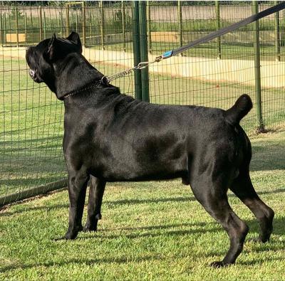 ZEUS CORSO VG