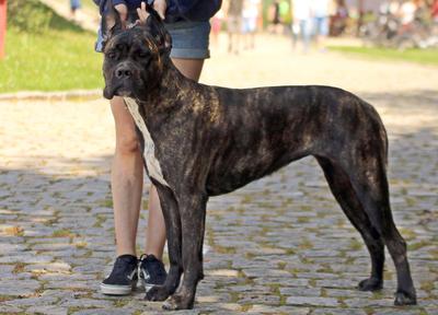 NIKITA CANE D'ORO ITALIANO