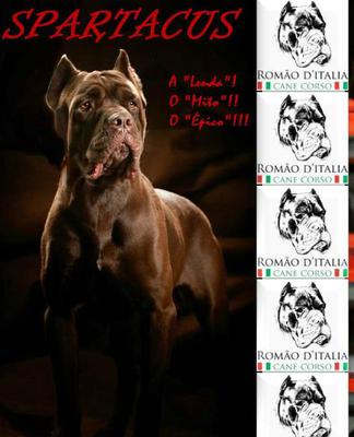 SPARTACUS ROMAO D'ITALIA